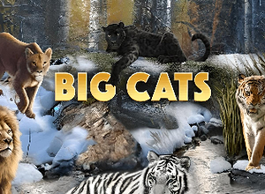 Big Cats